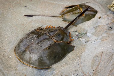 Male and female Xiphosura (Limulus polyphemus) clipart