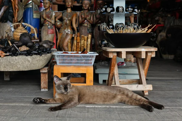 Tay kedi hediye dükkanında yatıyor