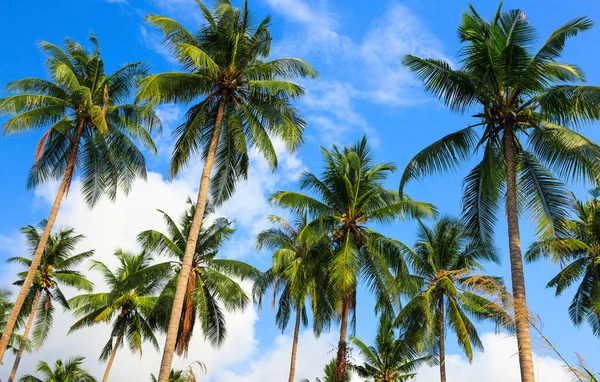 코코넛 야자수와 하늘 — 스톡 사진