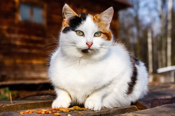 açık havada kedi