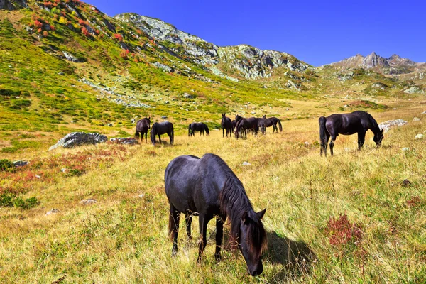 Caballo oscuro pastando en las montañas —  Fotos de Stock