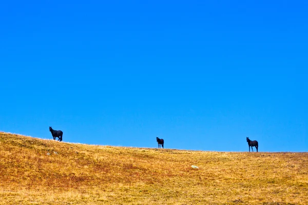 Cavalos no horizonte — Fotografia de Stock