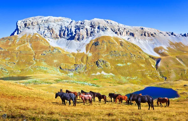 Caballos pastando en un valle montañoso —  Fotos de Stock