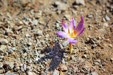 Single crocus flower survival in waterless stony ground clipart