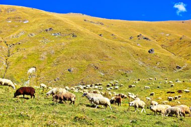 büyük dağlarda bir çayırda otlatma koyun sürüsü