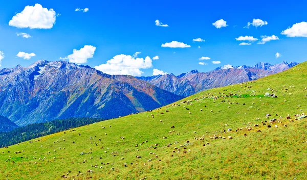 Grande gregge di pecore al pascolo in un prato in montagna — Foto Stock