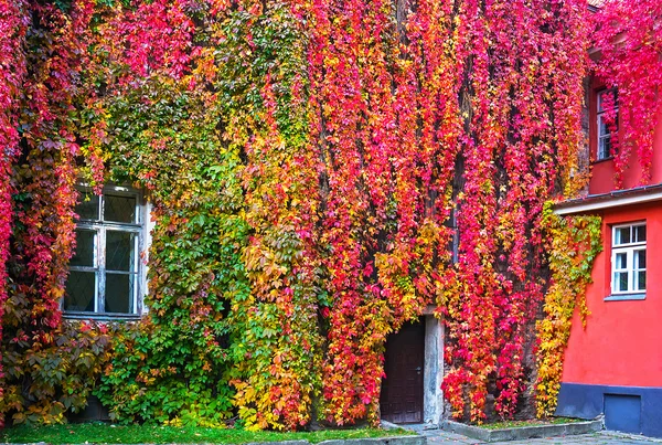 Bir duvara Parthenocissus ile kırmızı ve sarı sonbahar yaprakları