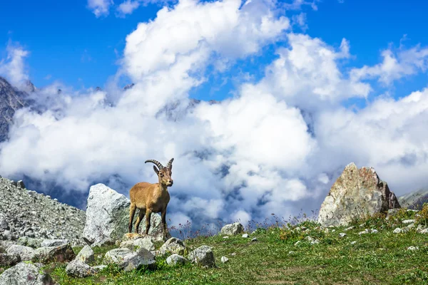 West Caucasian tur - lat. Capra caucasica — Stock Photo, Image