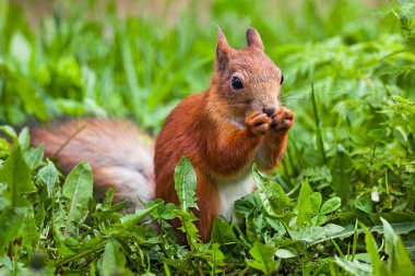 arka ayakları üzerinde duran Kızıl sincap (Sciurus) ve yemek