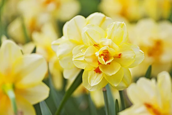 Delicate yellow daffodils bloom in early spring in a city Park, closeup shot Stock Photo