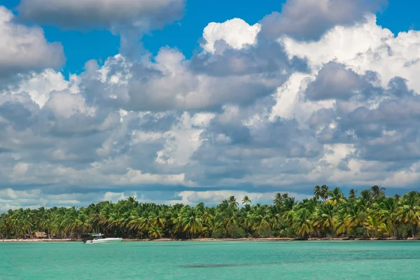 Palmbomen op zee kust bij mooie zonnige dag. — Stockfoto