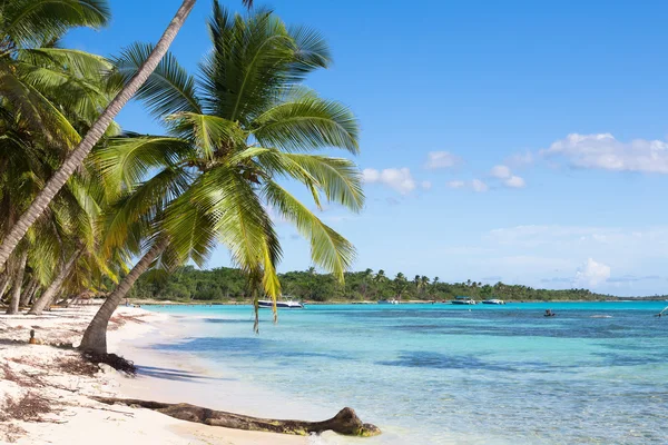 Coqueiros na praia de areia branca na ilha de Saona, República Dominicana — Fotografia de Stock