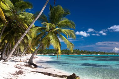 Saona adasındaki beyaz kumlu plajda Hindistan cevizi palmiyeleri, Dominik Cumhuriyeti