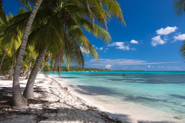 Saona adasındaki beyaz kumlu plajda Hindistan cevizi palmiyeleri, Dominik Cumhuriyeti