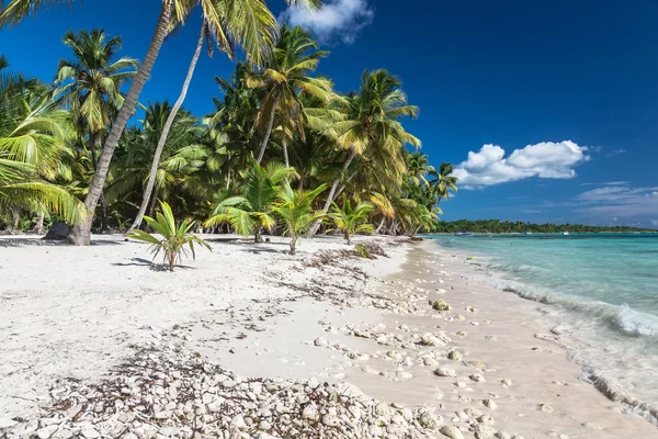 Praia tropical com corais no mar do Caribe, ilha de Saona, República Dominicana — Fotografia de Stock