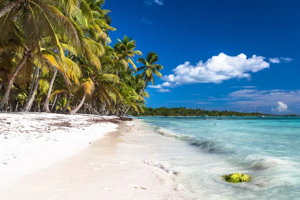 Bela praia caribenha na ilha de Saona, República Dominicana — Fotografia de Stock