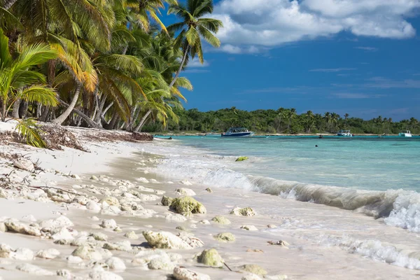 Playa tropical con corales en el mar Caribe, Isla Saona, República Dominicana —  Fotos de Stock
