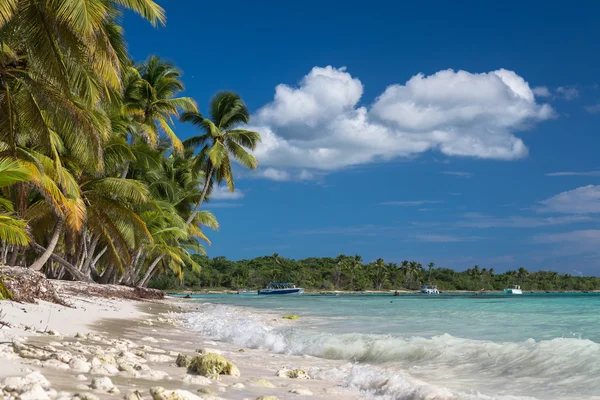Tropisch strand met koralen in de Caribische zee, Saona island, Dominicaanse Republiek — Stockfoto
