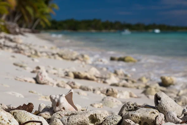 Old shell on sandy coral beach, Saona — Stock Photo, Image