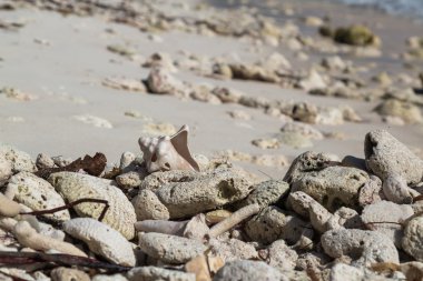 Eski kabuk kum plajındaki mercan, Saona