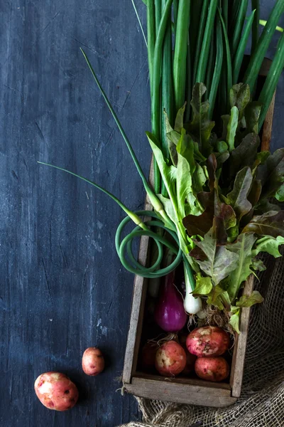 Batatas-de-rosa, cebola verde, alface de folha de carvalho e brotos de alho em um fundo escuro, vista superior — Fotografia de Stock