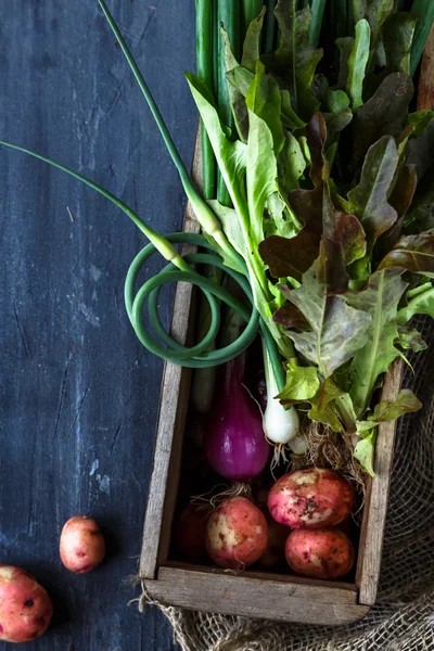 Batatas-de-rosa, cebola verde, alface de folha de carvalho e brotos de alho em um fundo escuro, vista superior — Fotografia de Stock