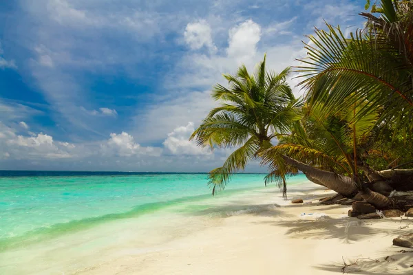 Palmiye ağacı Maldivler kıyısında — Stok fotoğraf