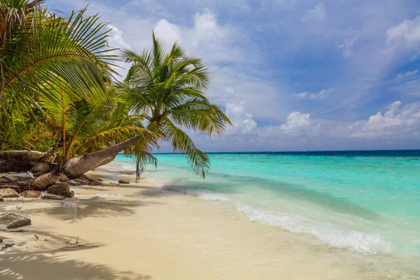 Дерево пальми на березі Мальдіви — стокове фото