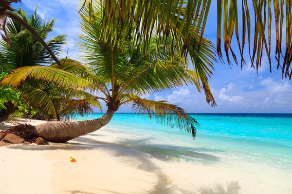 Palmeira na margem das Maldivas — Fotografia de Stock