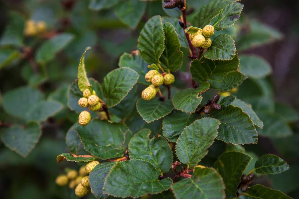 Rama de aliso con conos verdes — Foto de Stock