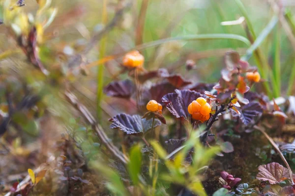 Спелые ягоды — стоковое фото