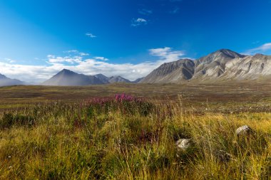 Colorful autumn Chukotka tundra, Arctic Circle Russia clipart