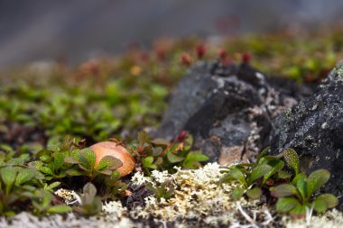 Beautiful image of tundra mushroom, plants and moss clipart