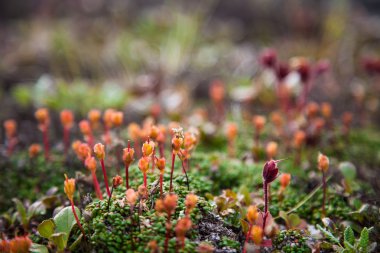 Moss tohum lahanası bahar içinde grup