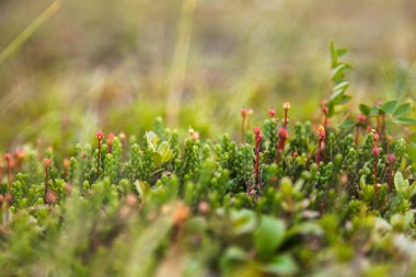 Bahar closeup grup moss tohum filizlenir