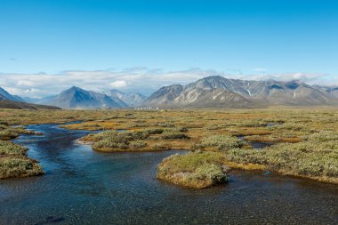 Renkli tundra önünde nehir ve dağ, Rusya Federasyonu