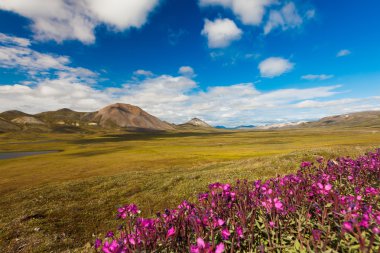 Colorful autumn Chukotka tundra, Chukotka. Russia clipart