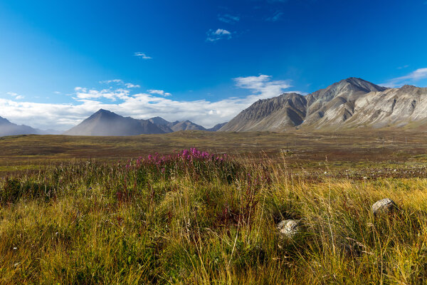 Colorful autumn Chukotka tundra, Arctic Circle Russia