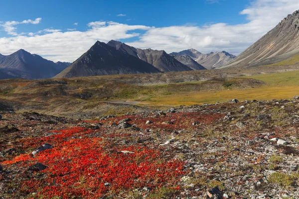 Kolorowe jesienne tundry i rzeki Chukotka, Federacja Rosyjska — Zdjęcie stockowe