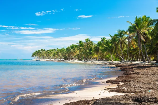 Playa salvaje con cocoteros, República Dominicana — Foto de Stock