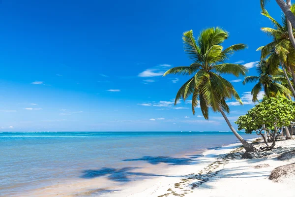 หาดทรายเขตร้อนที่มีต้นปาล์ม แนวคิดการพักผ่อน — ภาพถ่ายสต็อก