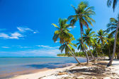 Картина, постер, плакат, фотообои "palm trees bent over the ocean, dominican republic", артикул 90420926