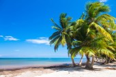 Картина, постер, плакат, фотообои "untouched tropical beach with palm trees in dominican republic", артикул 90421010