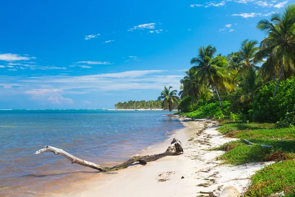 Velho tronco na praia selvagem do caribe na República Dominicana — Fotografia de Stock