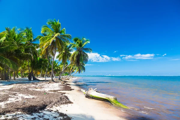 Praia tropical intocada com coqueiros na República Dominicana — Fotografia de Stock