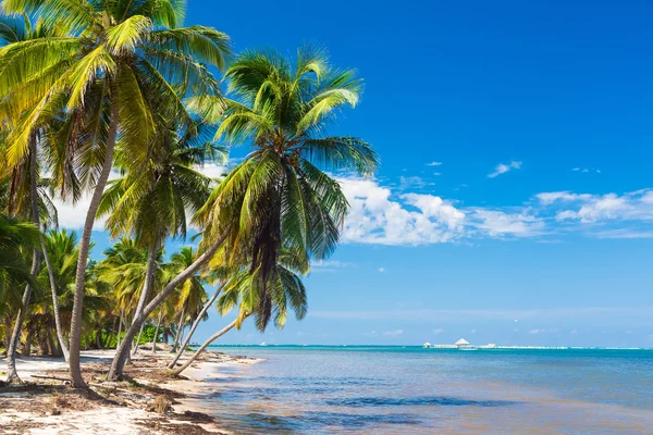 Praia tropical intocada no oceano Atlântico na República Dominicana — Fotografia de Stock