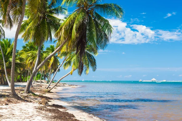 ชายหาดเขตร้อนที่ไม่มีการแตะต้องกับต้นปาล์มในสาธารณรัฐโดมินิกัน — ภาพถ่ายสต็อก