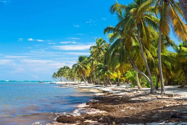 Muitas coqueiros na praia selvagem do caribe, oceano Atlântico, República Dominicana — Fotografia de Stock