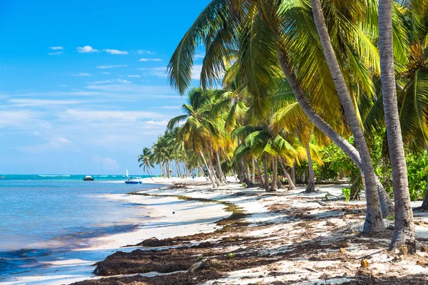 Muitas coqueiros na praia selvagem do caribe, oceano Atlântico, República Dominicana — Fotografia de Stock