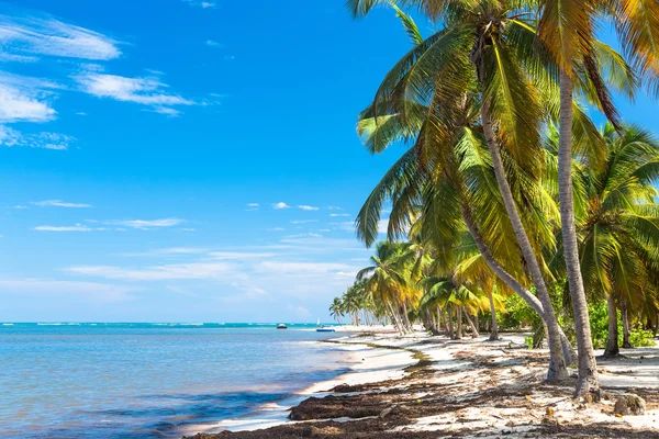 Пальмы, согнутые над океаном, Доминиканская Республика — стоковое фото